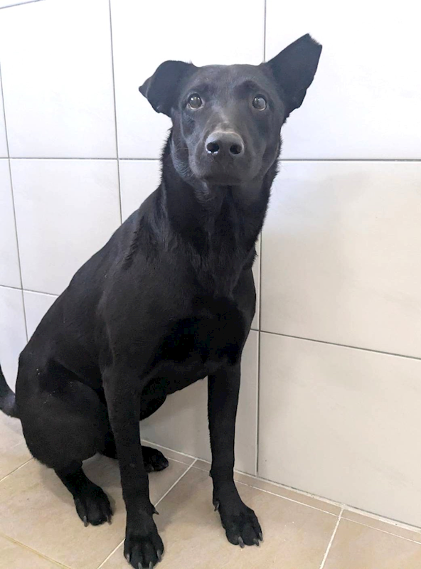 新竹縣動物保護教育園區,編號:438189, 混種犬          