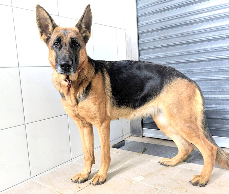 新竹縣動物保護教育園區,編號:434308, 德國狼犬(德國牧羊犬) 