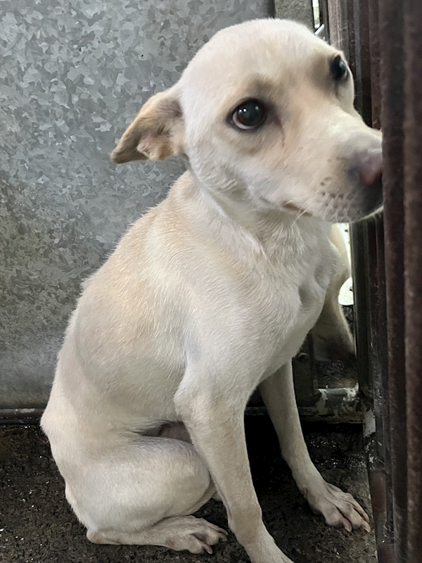 彰化縣流浪狗中途之家,編號:432457, 混種犬          