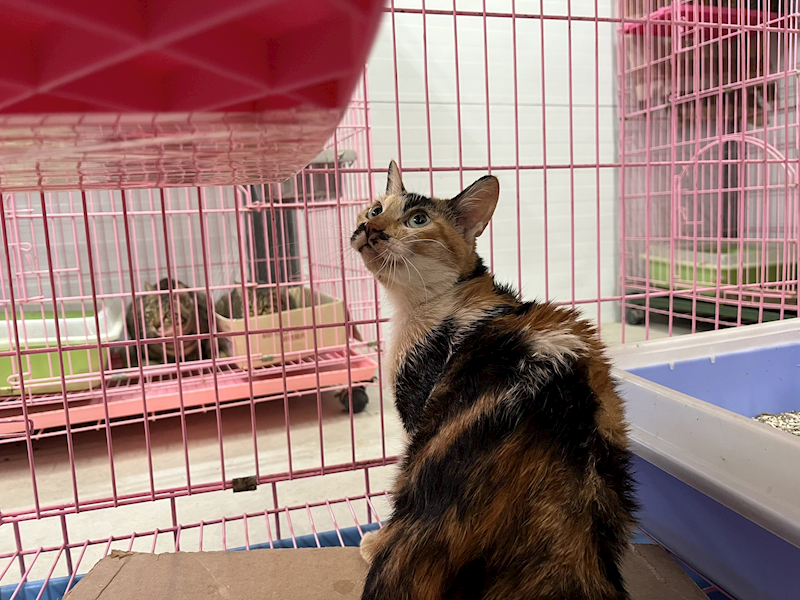 臺北市動物之家,編號:387677, 混種貓                 