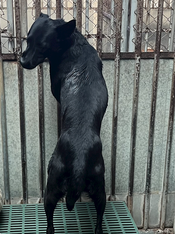 彰化縣流浪狗中途之家,編號:429765, 混種犬          