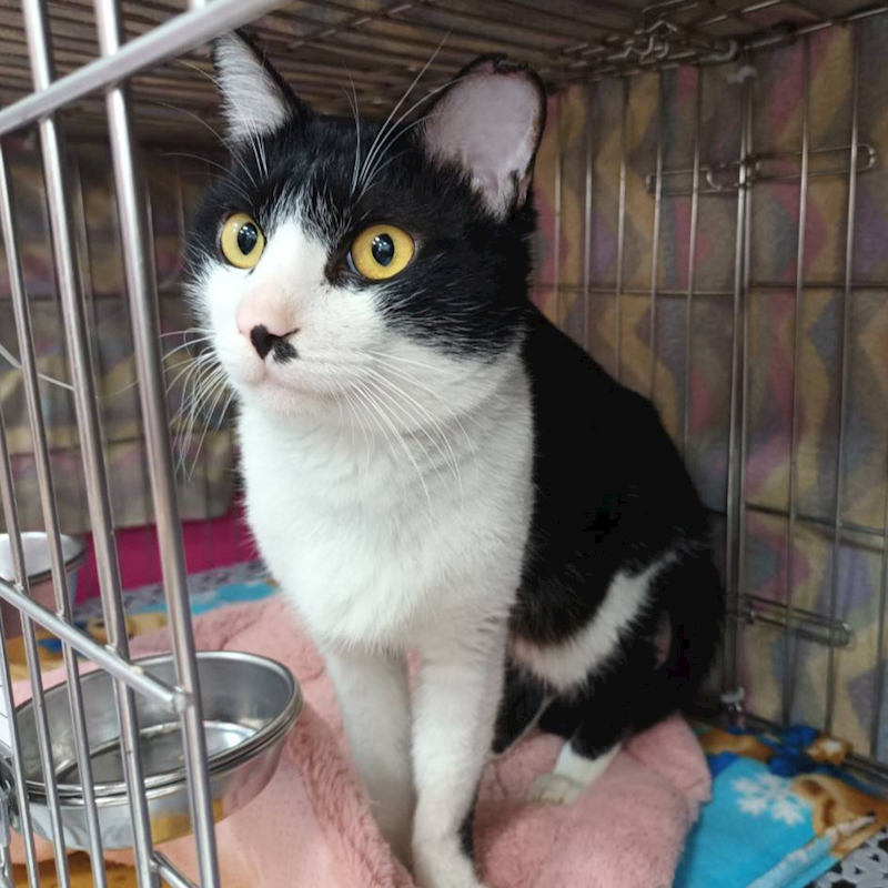 新北市板橋區公立動物之家,編號:438222, 混種貓                 