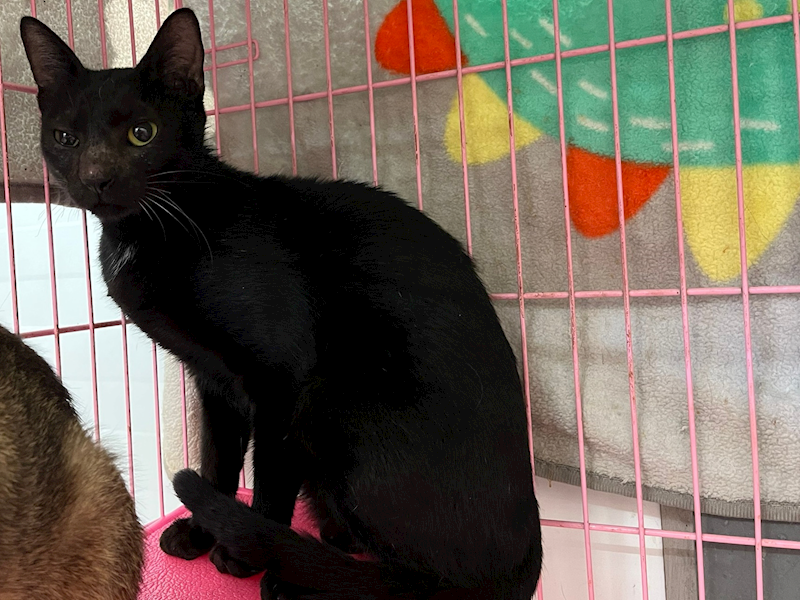 臺北市動物之家,編號:424738, 混種貓                 