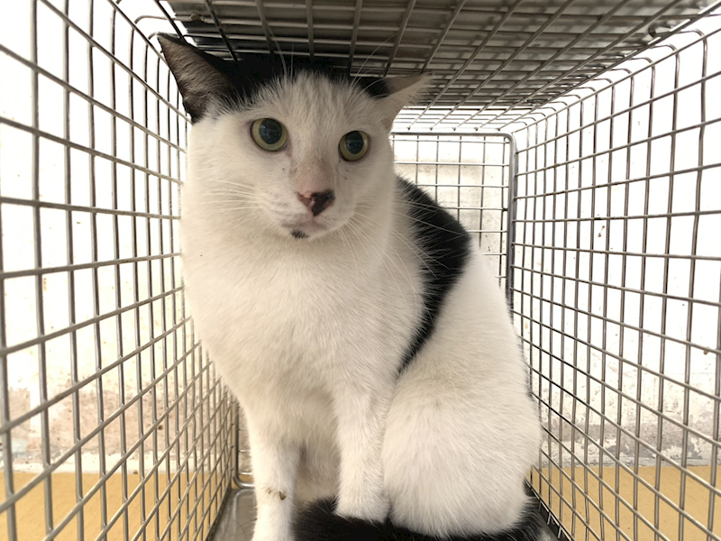 臺北市動物之家,編號:438194, 混種貓                 