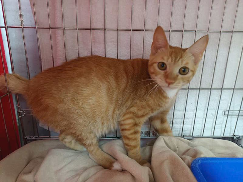 新北市板橋區公立動物之家,編號:438170, 混種貓                 