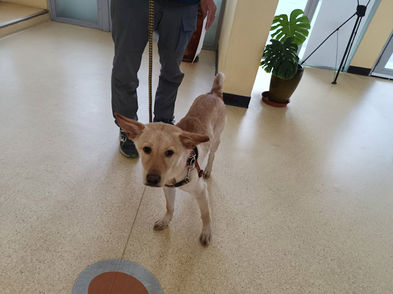 新竹市動物保護教育園區,編號:438248, 混種犬          