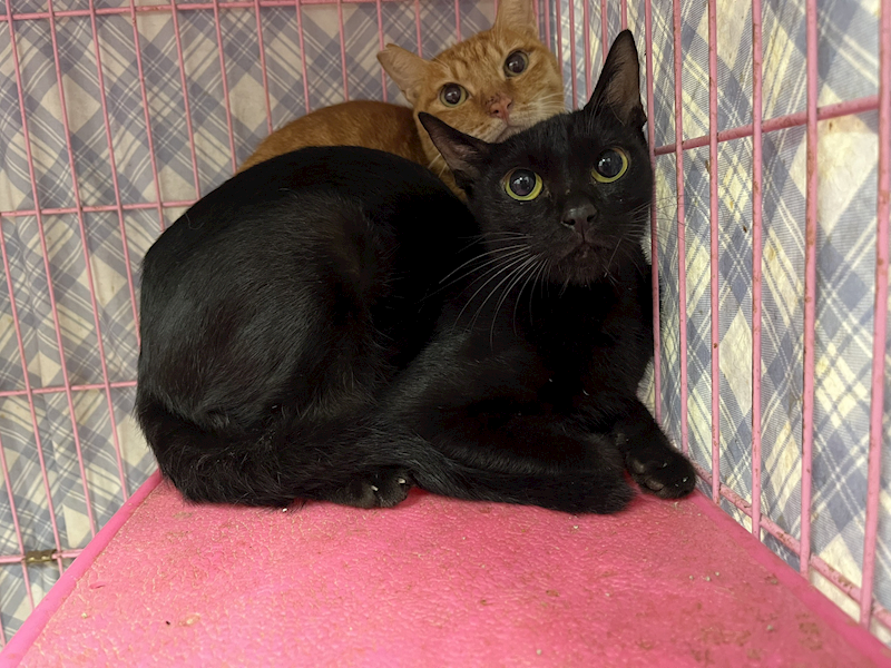 臺北市動物之家,編號:381113, 混種貓                 