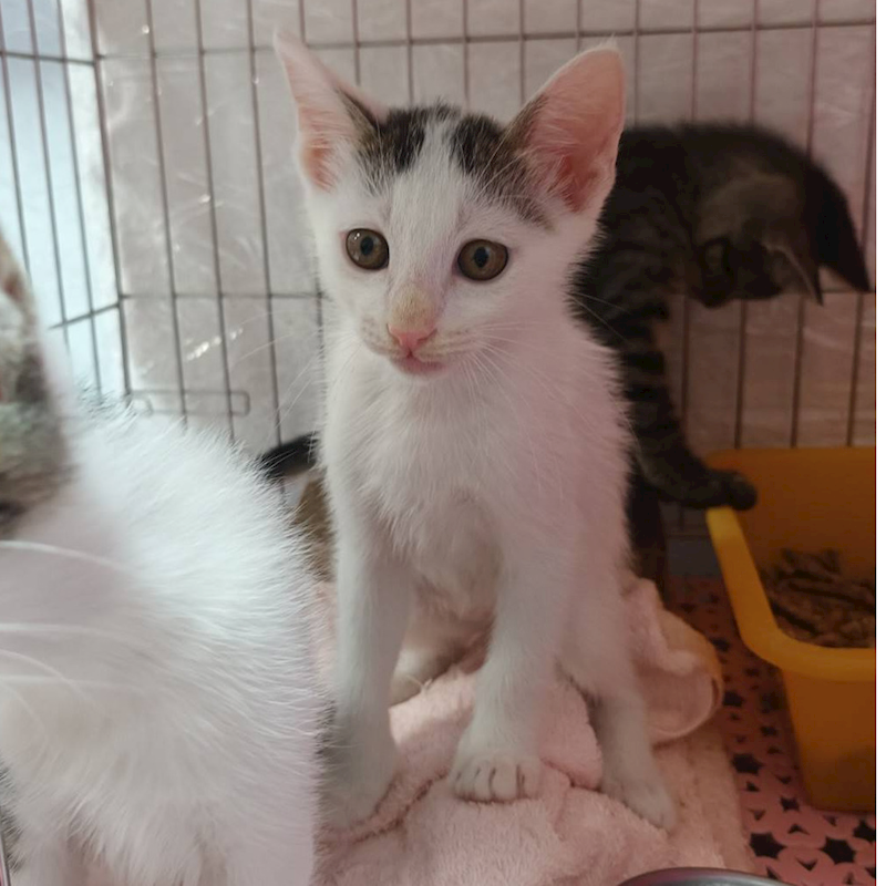 新北市板橋區公立動物之家,編號:436833, 混種貓                 