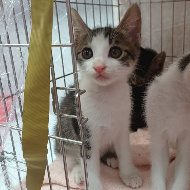 新北市板橋區公立動物之家,編號:436834, 混種貓                 