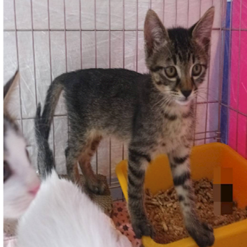 新北市板橋區公立動物之家,編號:436835, 混種貓                 