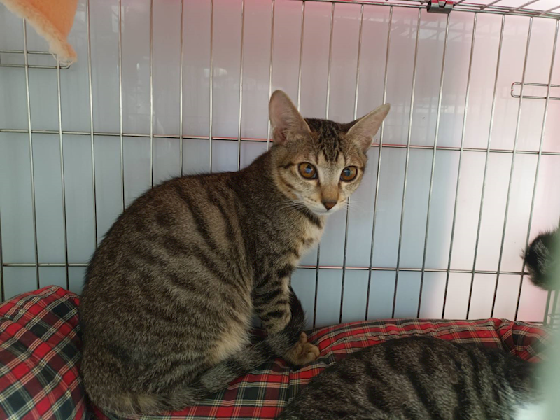 新北市板橋區公立動物之家,編號:438273, 混種貓                 