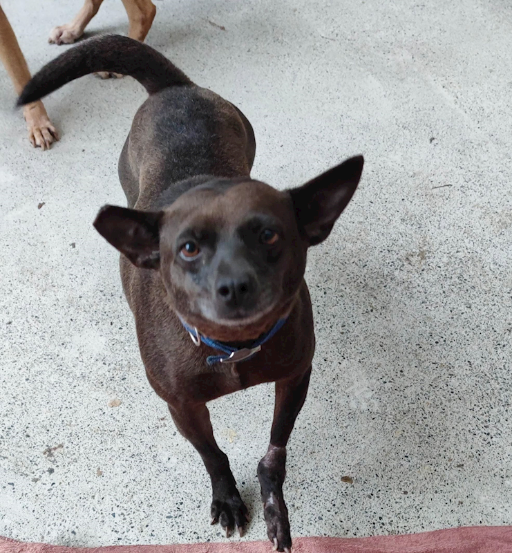 新北市中和區公立動物之家,編號:438283, 混種犬          