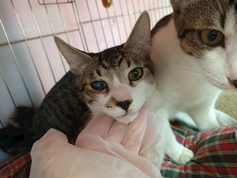 新北市板橋區公立動物之家,編號:438278, 混種貓                 