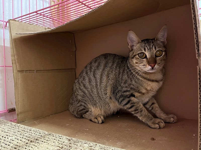 臺北市動物之家,編號:343927, 混種貓                 