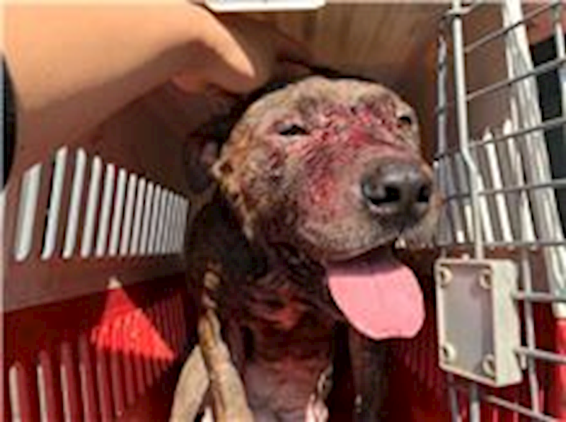 桃園市動物保護教育園區,編號:194671, 混種犬          