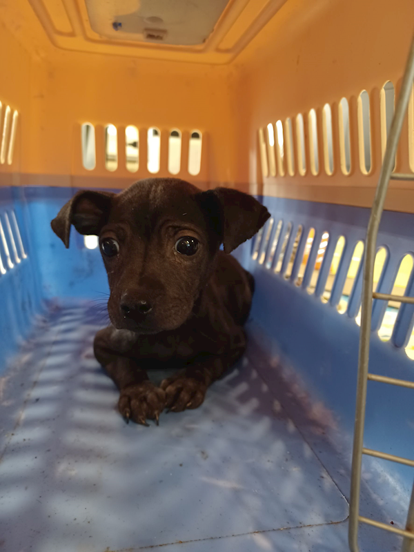 新北市中和區公立動物之家,編號:438267, 混種犬          