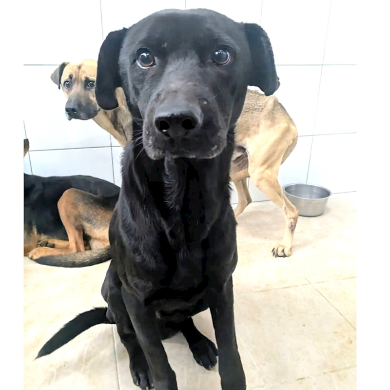 新竹縣動物保護教育園區,編號:435923, 混種犬          