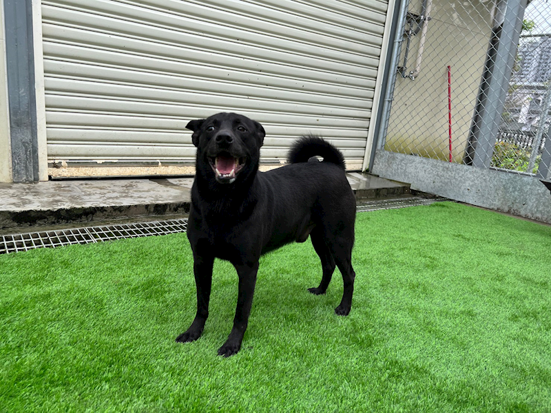 臺北市動物之家,編號:238366, 混種犬          