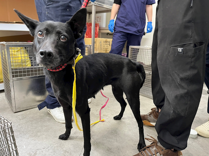 臺北市動物之家,編號:343924, 混種犬          