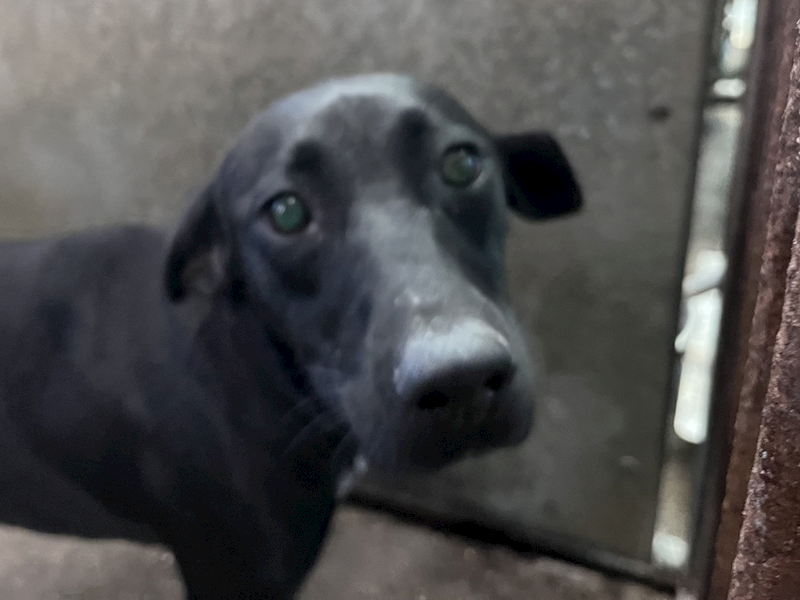 彰化縣流浪狗中途之家,編號:435564, 混種犬          