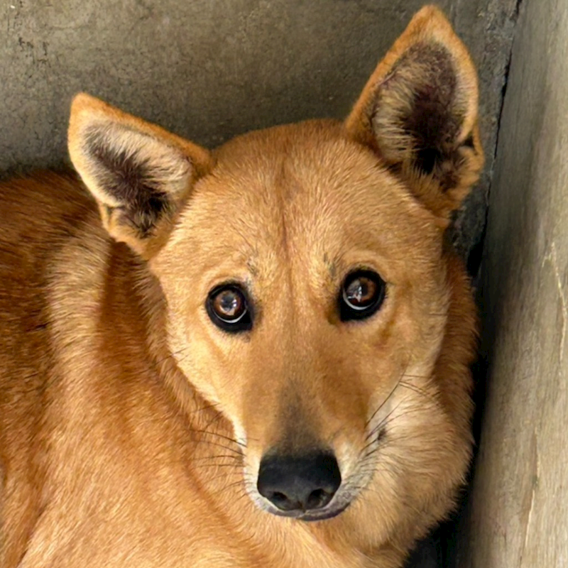 澎湖縣流浪動物收容中心,編號:438318, 混種犬          
