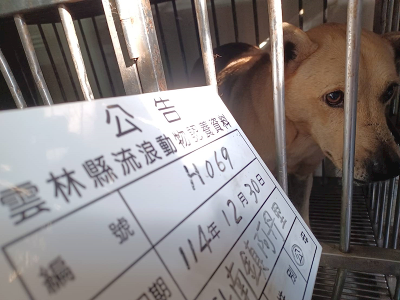 雲林縣流浪動物收容所,編號:437579, 混種犬          