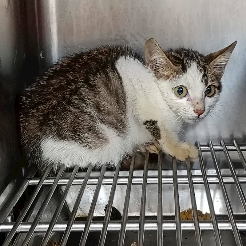 新竹市動物保護教育園區,編號:423092, 混種貓                 