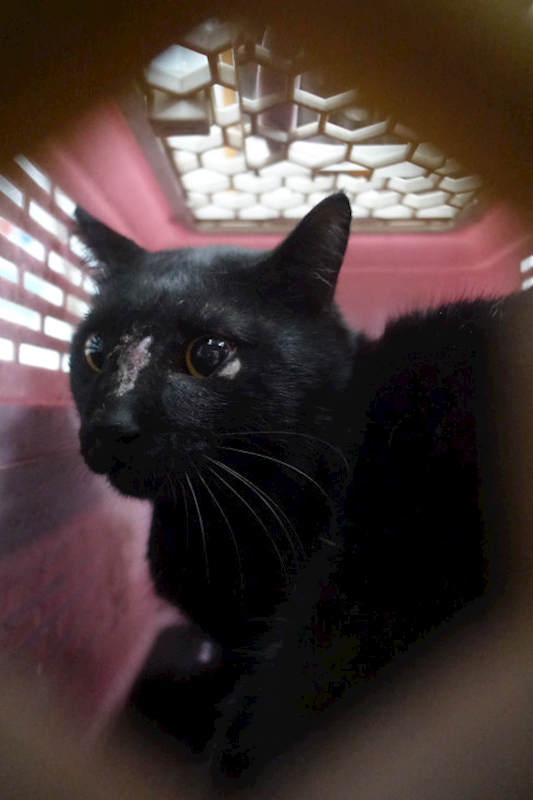 宜蘭縣流浪動物中途之家,編號:438440, 混種貓                 