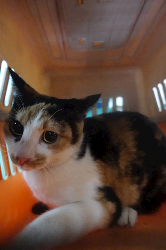 宜蘭縣流浪動物中途之家,編號:438434, 混種貓                 