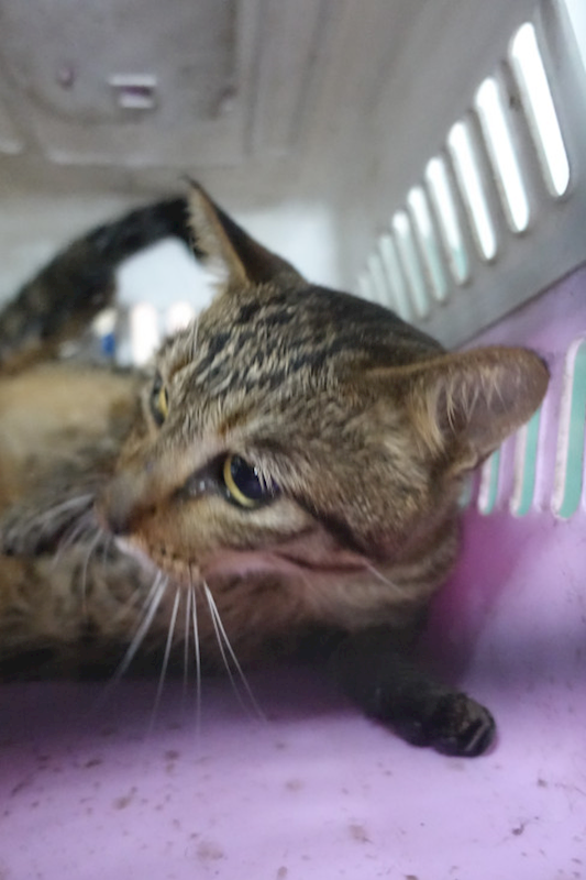 宜蘭縣流浪動物中途之家,編號:438433, 混種貓                 