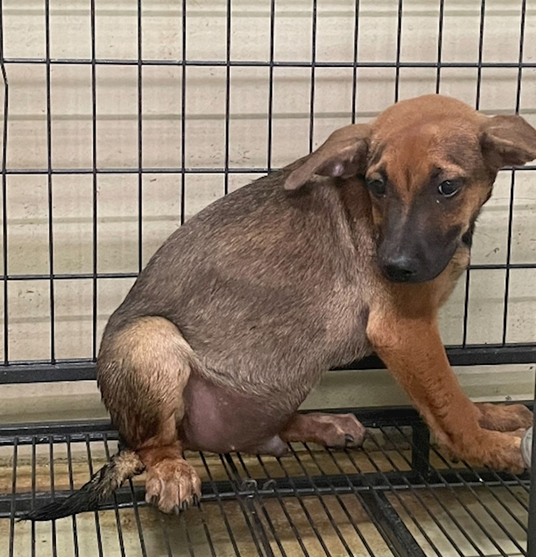 嘉義市動物保護教育園區,編號:426676, 混種犬          