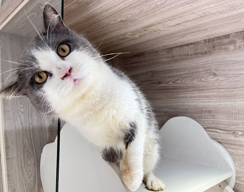 桃園市動物保護教育園區,編號:438224, 英國短毛貓               