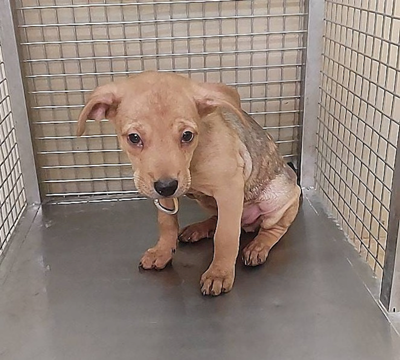 嘉義市動物保護教育園區,編號:420102, 混種犬          