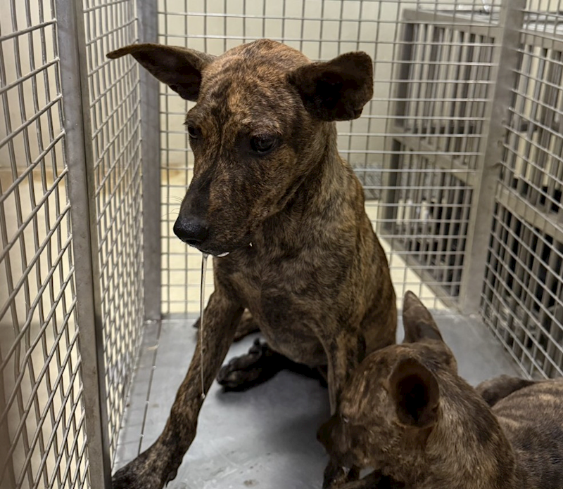 嘉義市動物保護教育園區,編號:429270, 混種犬          