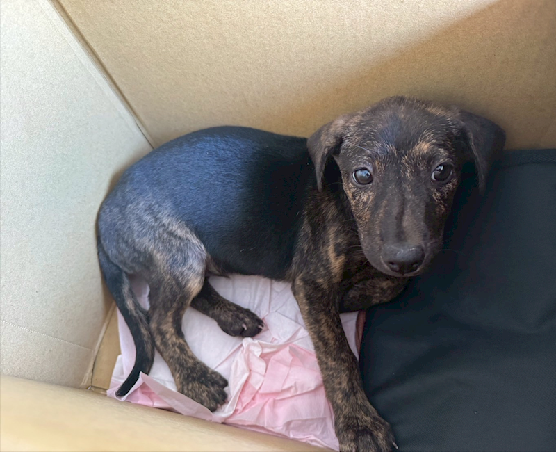 新北市板橋區公立動物之家,編號:438375, 混種犬          