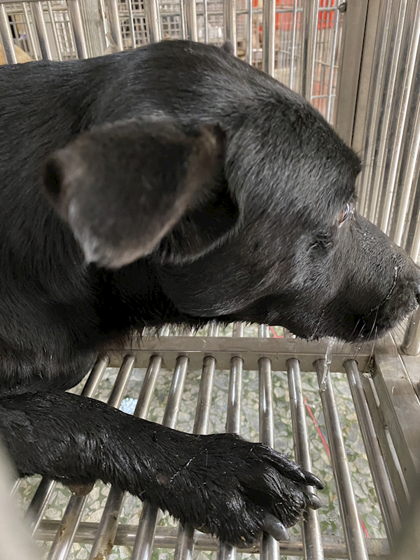 臺南市動物之家善化站,編號:438378, 混種犬          