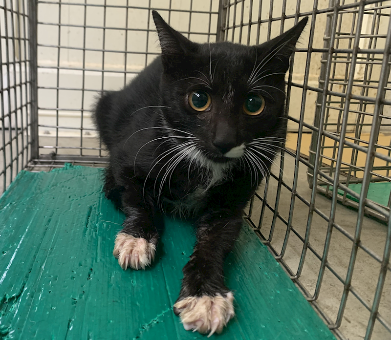 臺北市動物之家,編號:434250, 混種貓                 