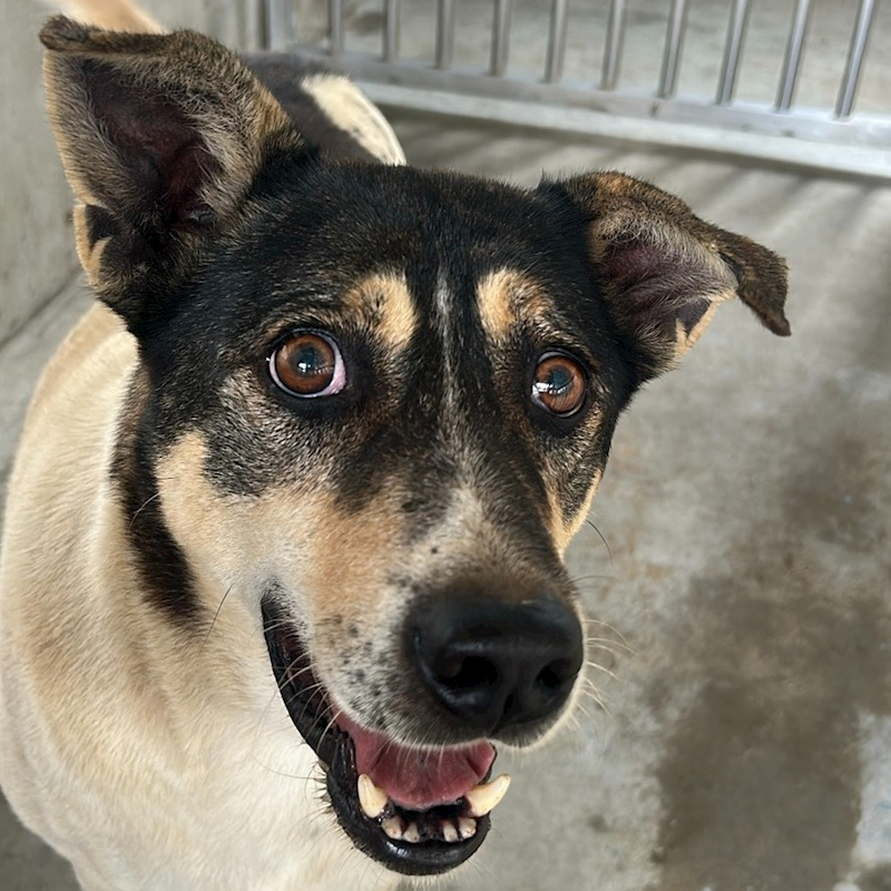 澎湖縣流浪動物收容中心,編號:431976, 混種犬          