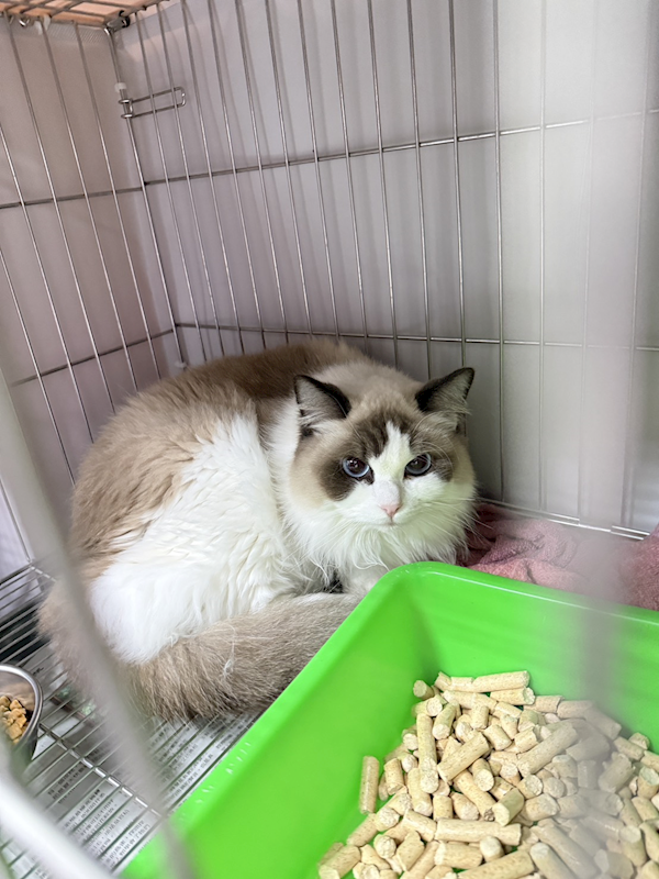 新北市板橋區公立動物之家,編號:438284, 布偶貓