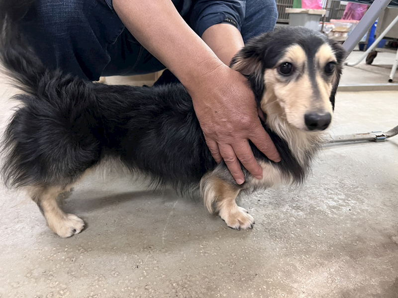 桃園市動物保護教育園區,編號:438386, 長毛臘腸