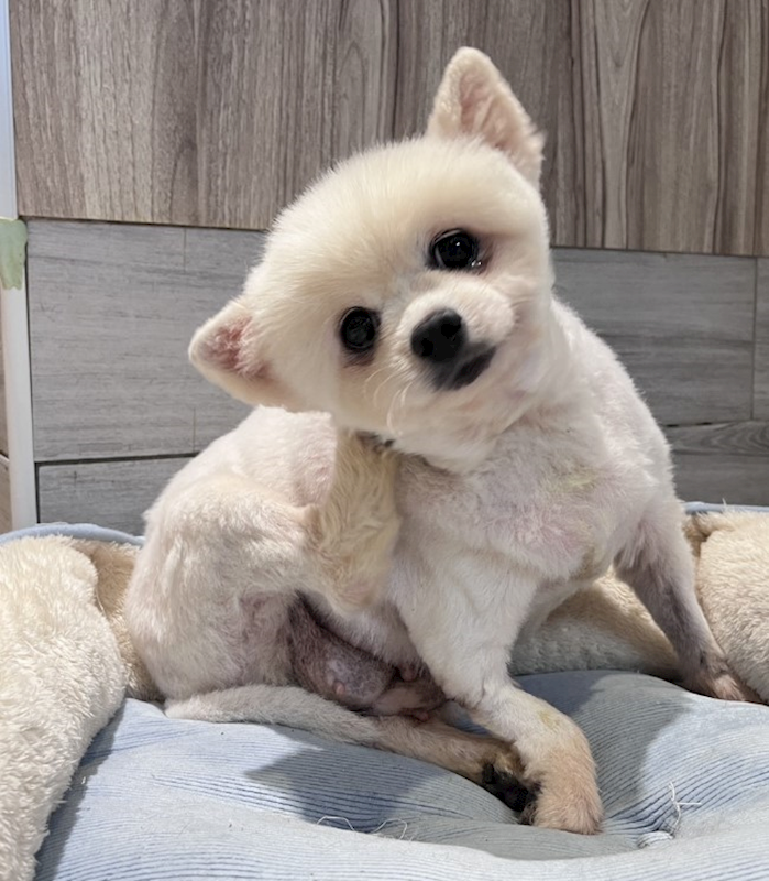 桃園市動物保護教育園區,編號:437863, 博美犬         