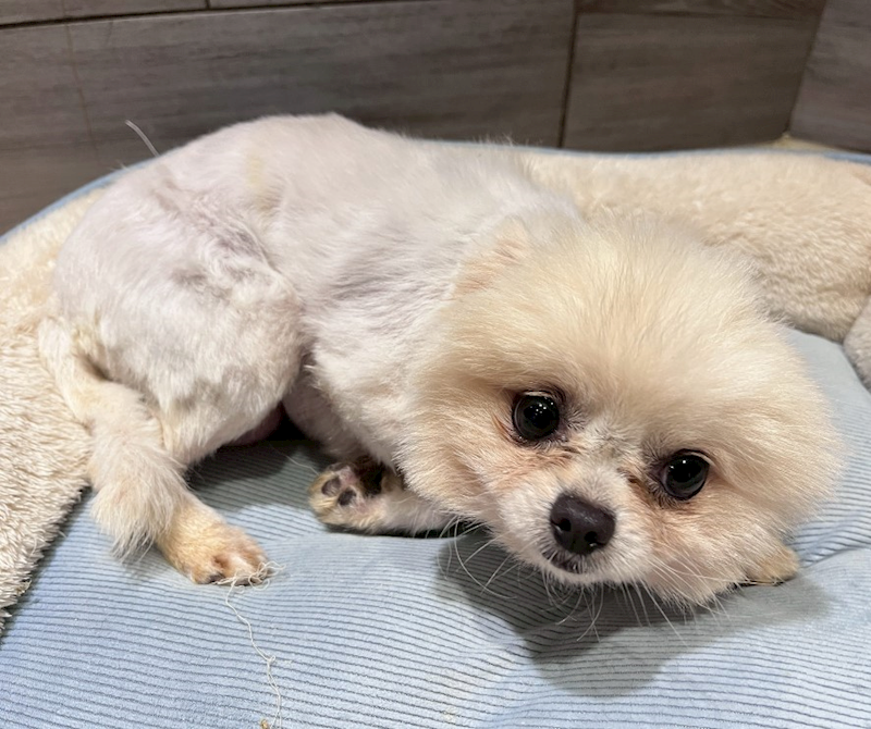 桃園市動物保護教育園區,編號:437882, 博美犬         