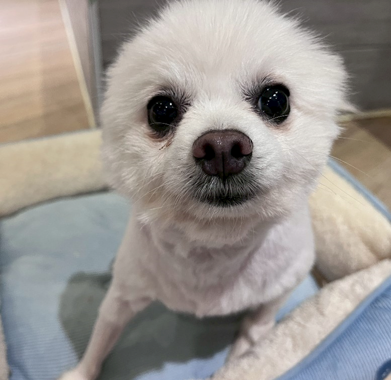 桃園市動物保護教育園區,編號:437886, 博美犬         