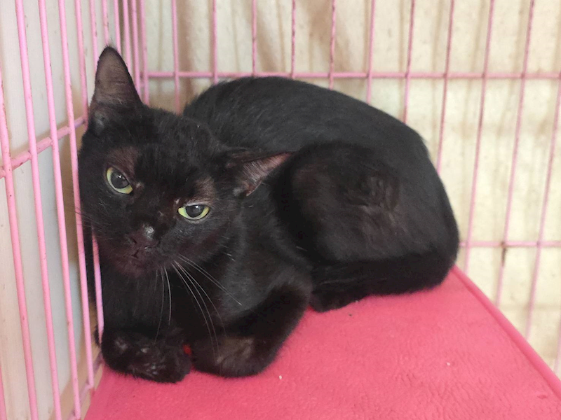 臺北市動物之家,編號:420490, 混種貓                 