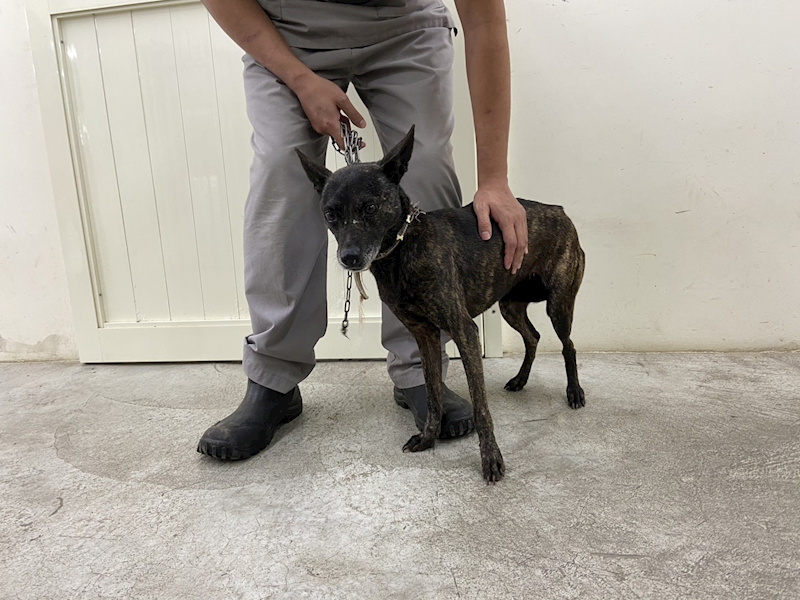 臺北市動物之家,編號:393645, 混種犬          