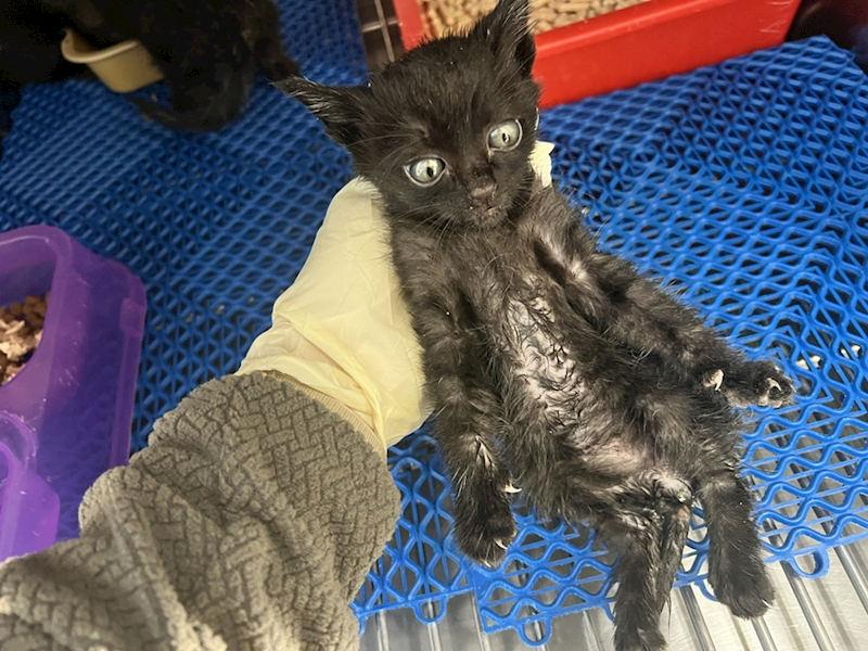 桃園市動物保護教育園區,編號:433890, 混種貓                 