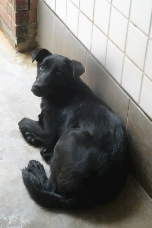 宜蘭縣流浪動物中途之家,編號:438358, 混種犬          