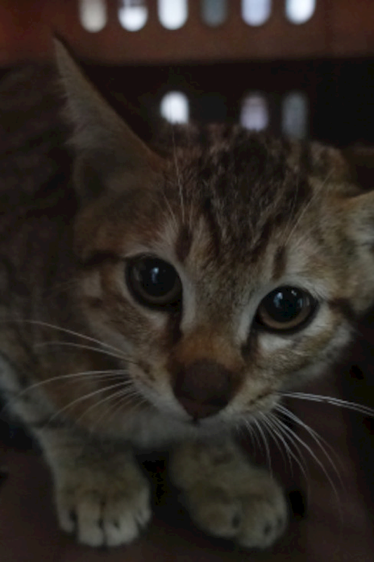 宜蘭縣流浪動物中途之家,編號:438357, 混種貓                 