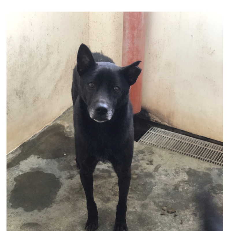 澎湖縣流浪動物收容中心,編號:173452, 混種犬          