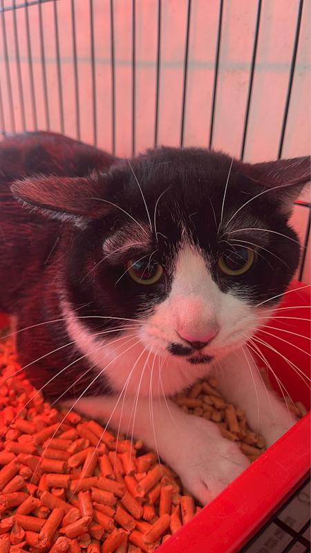 基隆市寵物銀行,編號:437807, 混種貓                 